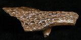 Leidyosuchus Skull Fragment - Cretaceous Crocodilian #5720-2